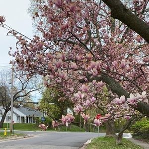 Meet your Posher, Alya